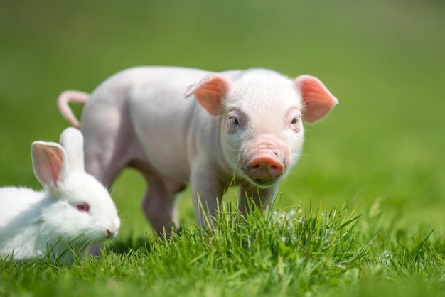 Pasgeboren big en wit konijn op lente groen gras op een boerderij