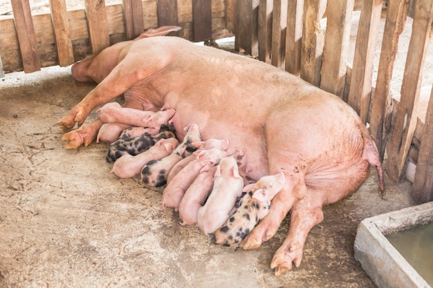 Pasgeboren biggetjes die met moeder bij het landbouwbedrijf van het varkensfokken slapen