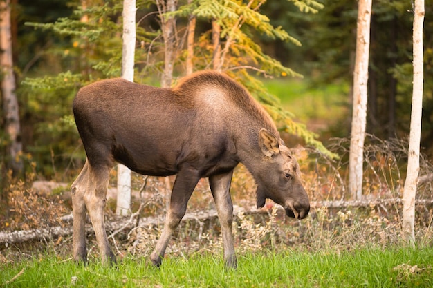 Pasgeboren elandkalf voedt zich met gras Alaska wildernis