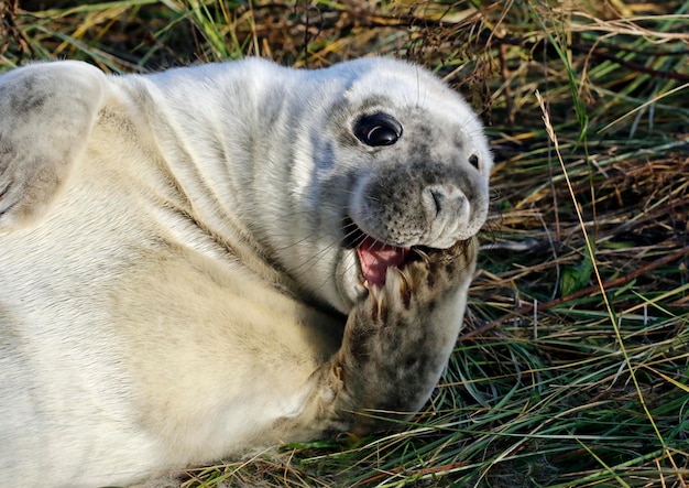 Pasgeboren grijze zeehondenpups op het strand