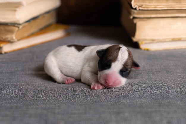 Foto pasgeboren jack russel terrier puppy hond slaap op grijze stof en boeken in portret huisdier concept