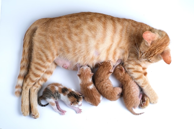 Pasgeboren kittens drinken moedermelk tegen een witte achtergrond