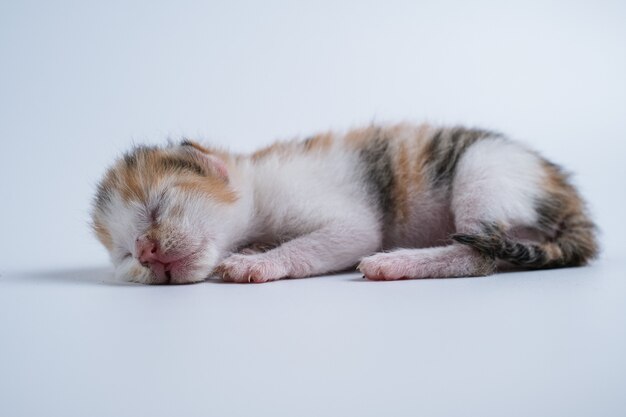 Pasgeboren kittens slapen op een witte achtergrond