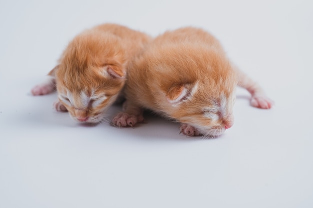 Pasgeboren kittens slapen op een witte achtergrond