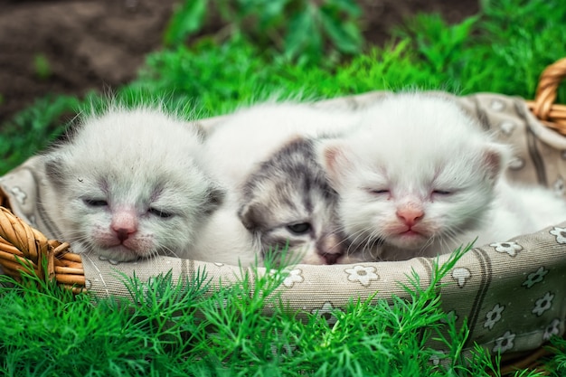 Pasgeboren kittens