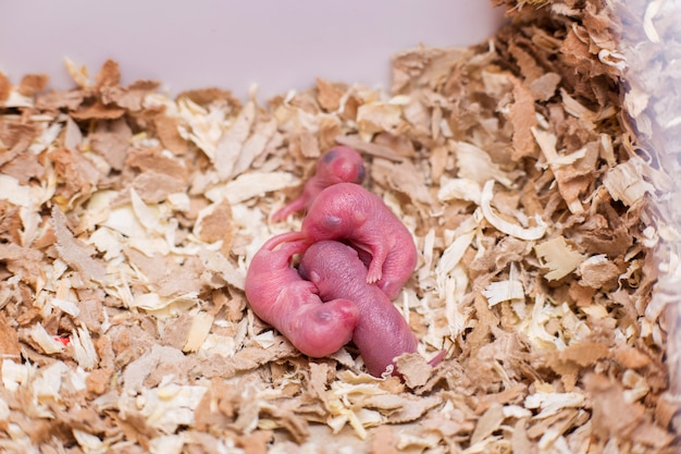 Pasgeboren kleine muizen in zaagsel.