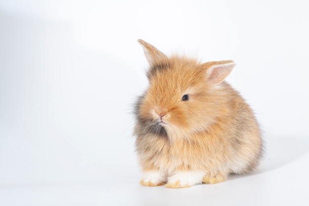 Pasgeboren konijn of schattig konijntje