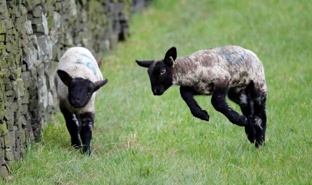 Pasgeboren lammetjes spelen in een weiland