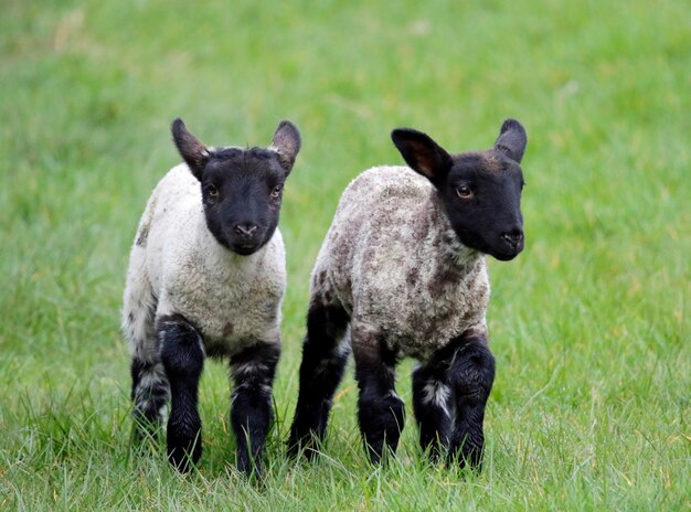 Pasgeboren lammetjes spelen in een weiland