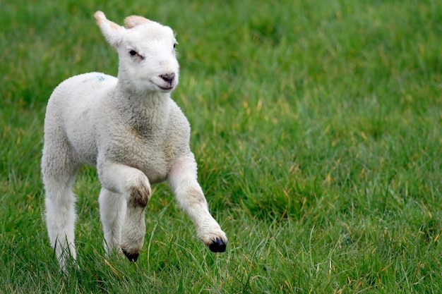 Pasgeboren lammetjes spelen in een weiland