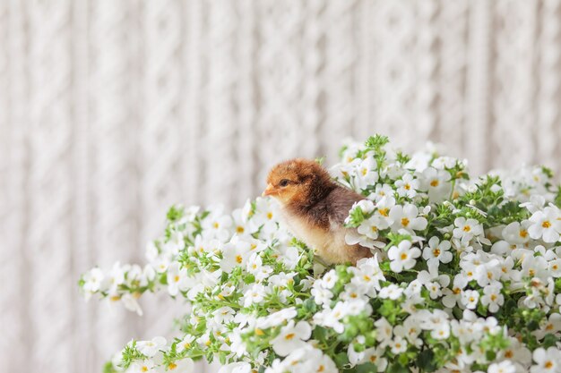 Pasgeboren pluizige jonge kip tegen witte bloemen. symbool van de lente, vakantie, pasen, gefeliciteerd.