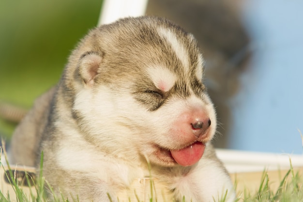 Pasgeboren pup. Puppy Siberische Husky. Kleine, schattige puppy hond.