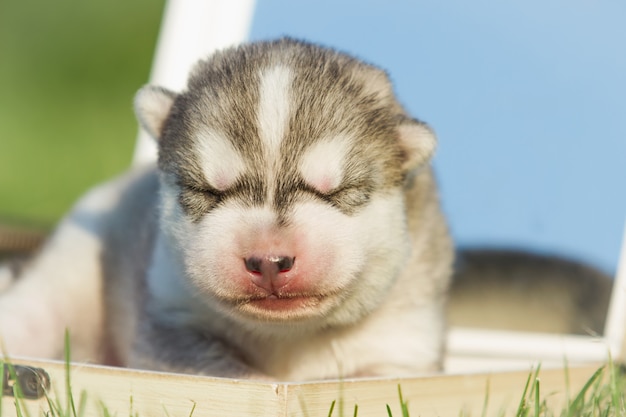 Pasgeboren pup. Puppy Siberische Husky. Kleine, schattige puppy hond.