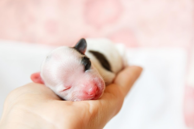 Pasgeboren puppy Chinese naakthond die moedermelk zuigt