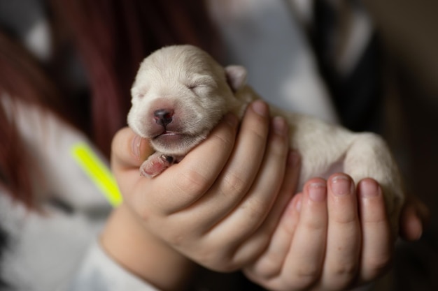 Pasgeboren puppy West Highland White Terrier slaapt in de handen van een man