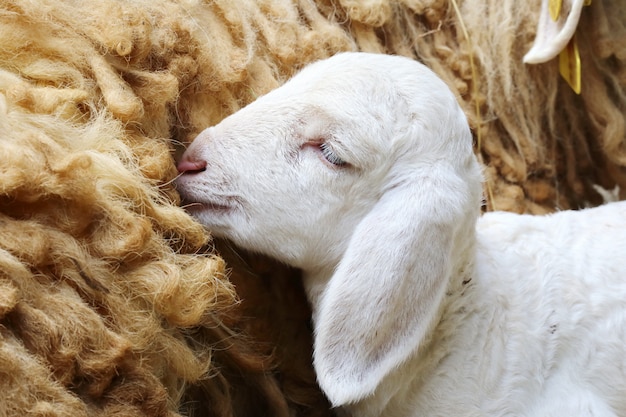 Pasgeboren schapen, Verlaten pasgeboren lam