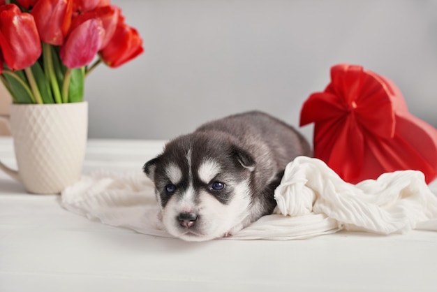 Pasgeboren siberische husky pup.