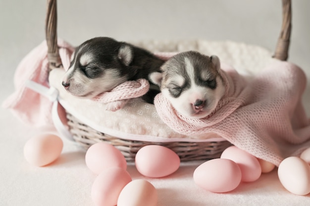 Pasgeboren Siberische Husky puppy leeftijd van 1 dagen. Husky hondenfokkerij. Concept van de diergeneeskunde, dierenkliniek, dierenkliniek. Hondenpuppies slapen. Zoo hotel. Dierenhotel. Goederen voor huisdieren. Pasen hond