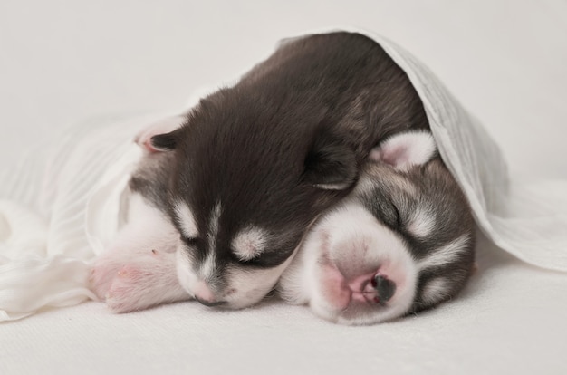 Pasgeboren Siberische Husky puppy leeftijd van 1 dagen. Husky hondenfokkerij. Concept van de diergeneeskunde, dierenkliniek, dierenkliniek. Hondenpuppies slapen. Zoo hotel. Dierenhotel. Goederen voor huisdieren