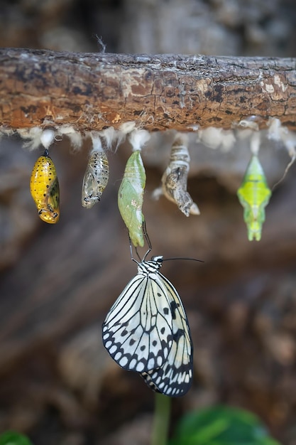 Pasgeboren vlinder die uit zijn coconverpopping komt Entomoculture achtergrond