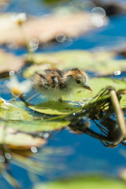 Pasgeboren vogel, Hydrophasianus chirurgus, Fazant-staart Jacana