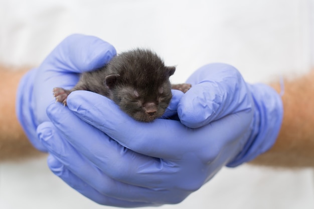 Pasgeboren zwart katje in de handen van een dierenarts