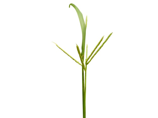 Paspalum scrobiculatum op witte achtergrond