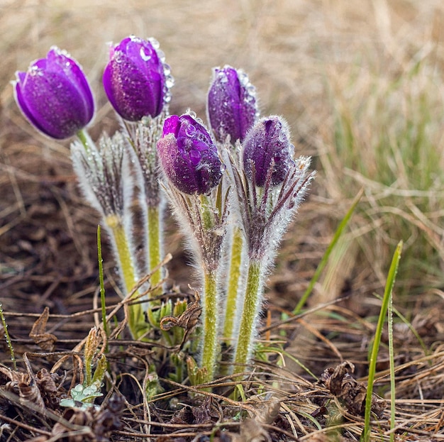 Pasque bloemen Pulsatilla grandis met druppels water prachtige lentebloem