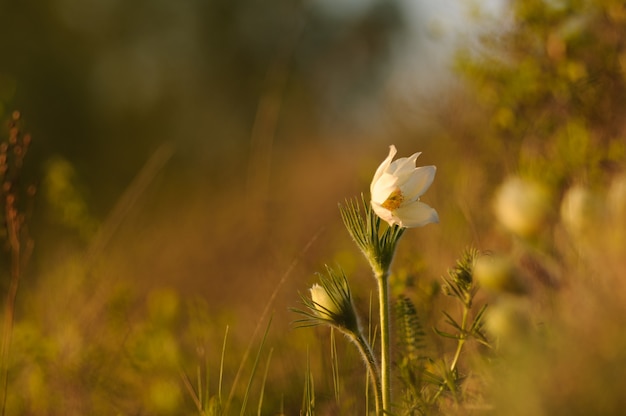 Pasque flower che fiorisce sulla roccia della molla al tramonto.