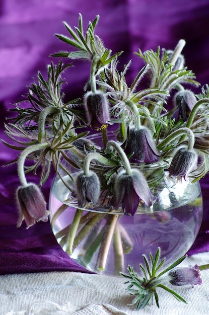 Pasque flower in glass vase on the table