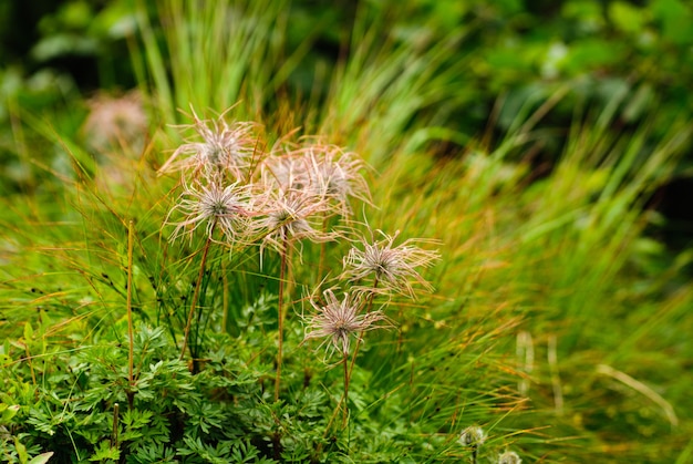 The pasque-flower on the mountain meadow after blossom