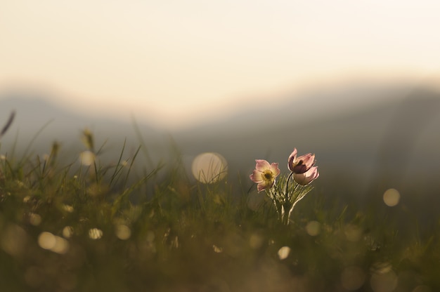 Foto pasquebloem die op de lenterots bij de zonsondergang bloeien.