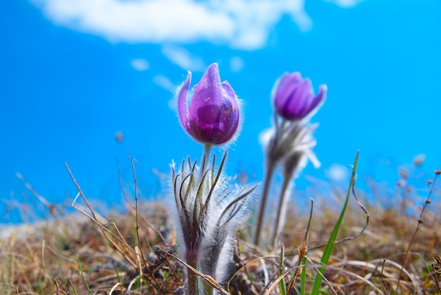 Pasqueflower на поле с травой