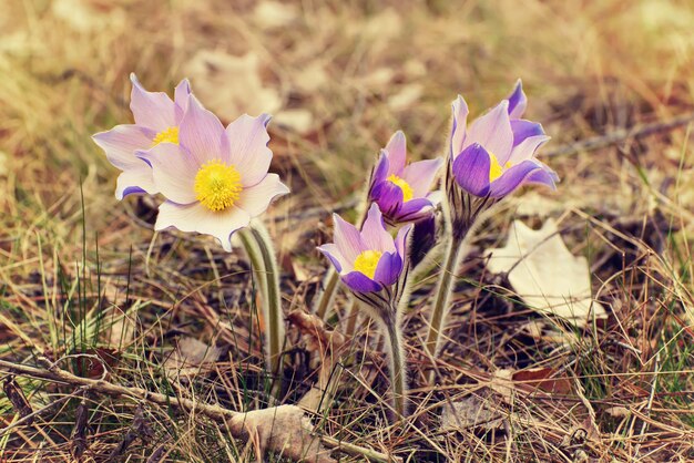 Pasqueflower in de natuur