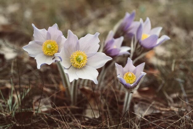 Pasqueflower in de natuur