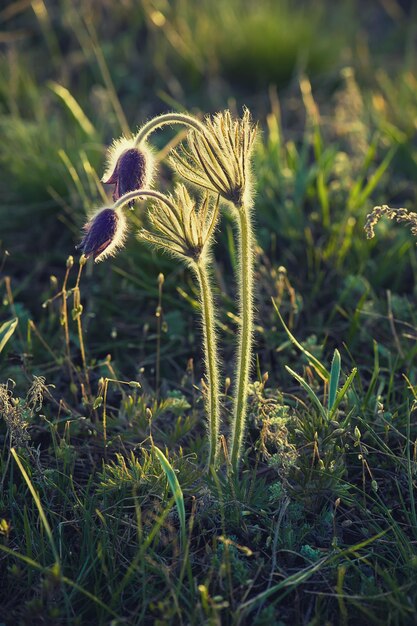 Pasqueflower in de natuur