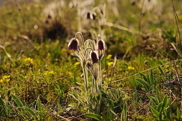 Pasqueflower in de natuur