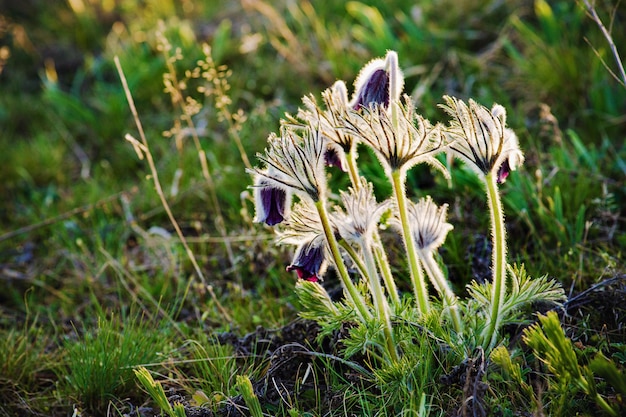 Pasqueflower in de natuur