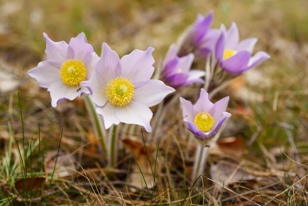 Pasqueflower in nature