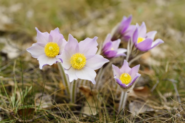 Pasqueflower in nature