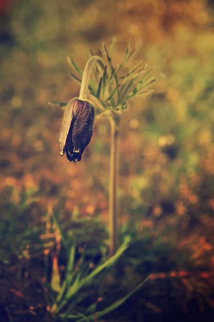 Pasqueflower in nature