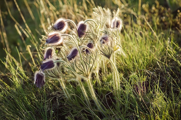 Pasqueflower in nature