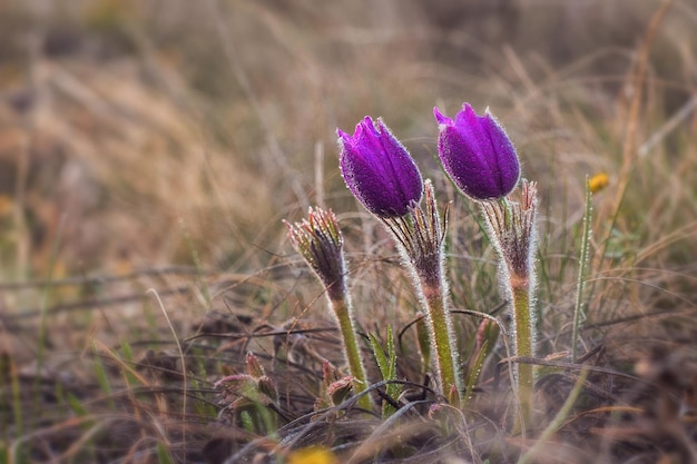 Pasqueflower Pulsatilla pratensis Pulsatilla pratensis violet flowers with water drops