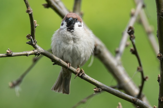 Passer domesticus on a branch