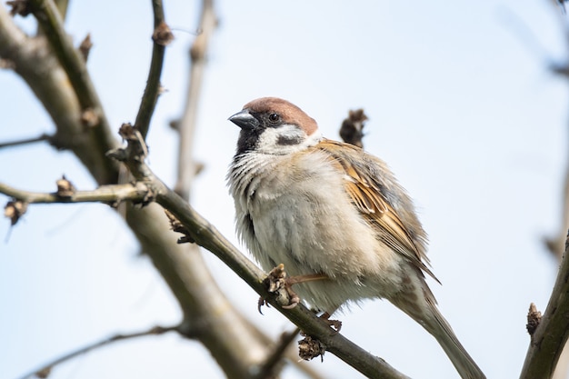 Passer domesticus on a branch