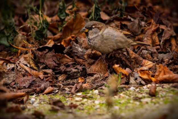 Passer domesticus - De huismus is een zangvogel uit de familie Passeridae.