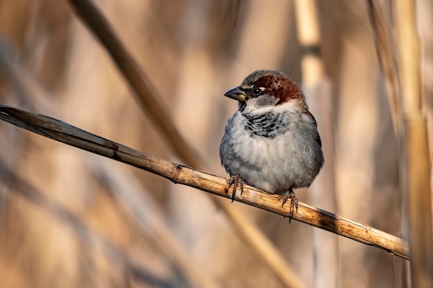 Passer domesticus - De huismus is een zangvogel uit de familie Passeridae.