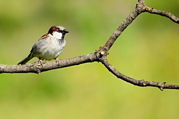 Passerdomesticus-イエスズメはスズメ科のスズメ目の鳥の一種です。