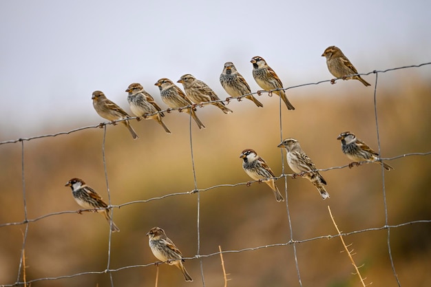 Passer hispaniolensis De Moorse mus is een zangvogel uit de familie Passeridae