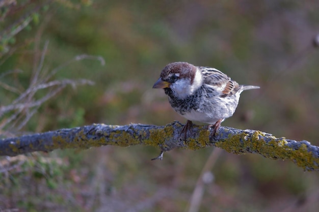 Passer hispaniolensis - De Moorse mus is een zangvogel uit de familie Passeridae